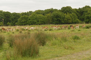 day, deer, diffuse, diffused light, England, eye level view, grass, London, natural light, park, spring, The United Kingdom, treeline