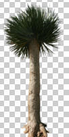 cutout, cutout plants, cutout trees, day, eye level view, outdoor lighting, palm, sunny