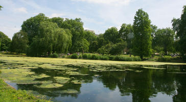 broad-leaf tree, broad-leaved tree, day, England, eye level view, lake, London, park, summer, sunny, The United Kingdom, tree, weeping willow