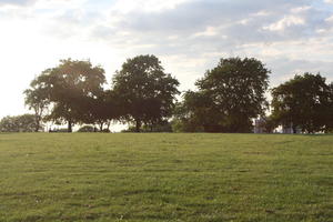 afternoon, bright, broad-leaf tree, broad-leaved tree, day, England, eye level view, grass, London, park, spring, sunny, The United Kingdom, treeline