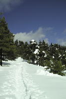 coniferous, day, evergreen, eye level view, France, Greolieres, hill, Provence Alpes Cote D