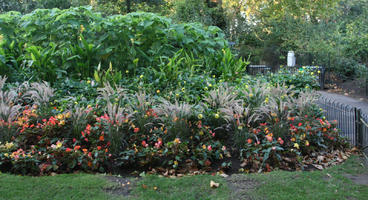 autumn, bush, day, England, eye level view, flower, flowered bush, grass, London, park, shady, shrub, sunny, The United Kingdom