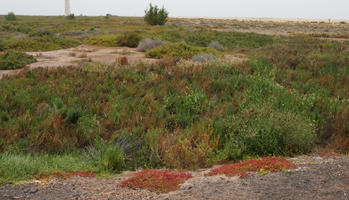 Canarias, day, diffuse, diffused light, eye level view, moorland, Spain, summer