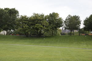 broad-leaf tree, broad-leaved tree, Canada, day, diffuse, diffused light, elevated, grass, Ontario, Ottawa, park, summer