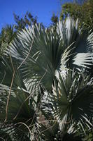 day, eye level view, Florida, Miami, natural light, palm, park, sunny, The United States, tropical, vegetation, winter