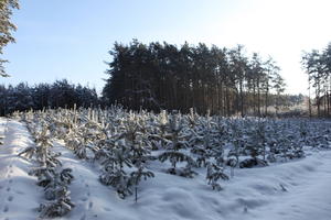 afternoon, bright, coniferous, day, eye level view, Poland, snow, sunny, tree, Wielkopolskie, winter, woodland