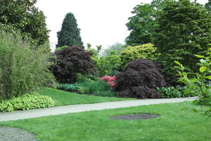 bush, day, England, eye level view, garden, grass, natural light, park, The United Kingdom, Woking