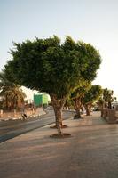 dusk, Egypt, eye level view, street, tree