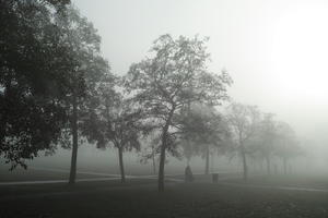 deciduous, England, eye level view, fog, grass, London, natural light, overcast, park, The United Kingdom, tree, winter