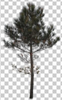 afternoon, Aleppo pine, ambient light, coniferous, cutout, cutout plants, day, diffuse, diffused light, evergreen, natural light, pine, Pinus halepensis, tree, winter