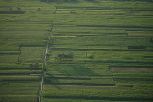 aerial view, dusk, East Timor, Egypt, Egypt, field, palm, tree, vegetation