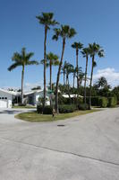 day, evergreen, eye level view, Florida, Miami, palm, street, summer, sunny, The United States