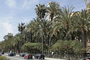 Alicante, car, day, eye level view, natural light, palm, Spain, street, sunny, tree, Valenciana, vegetation