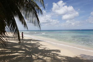 Barbados, beach, coconut palm, Cocos nucifera, day, eye level view, palm, seascape, spring, sunny