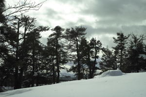 coniferous, day, diffuse, diffused light, evergreen, eye level view, France, Greolieres, Provence Alpes Cote D