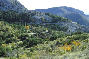 autumn, bright, day, elevated, forest, France, mountain, Provence Alpes Cote D