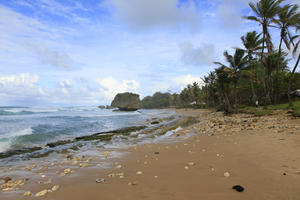 Barbados, beach, coconut palm, Cocos nucifera, day, eye level view, natural light, palm, rocks, seascape, spring