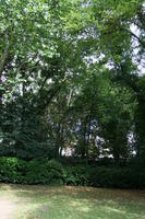 Belgium, Brussels, bush, day, eye level view, grass, natural light, park, summer, tree, vegetation