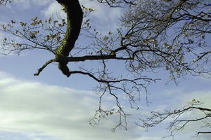 autumn, below, broad-leaf tree, broad-leaved tree, day, deciduous, England, London, sunny, The United Kingdom, tree