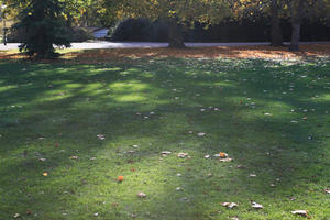 afternoon, autumn, Battersea park, day, England, eye level view, grass, leaf, London, park, sunny, The United Kingdom