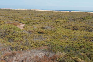 autumn, Canarias, day, eye level view, Las Palmas, shrubbery, shrubland, Spain, sunny