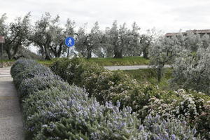 bush, day, eye level view, Firenze, flowered bush, Italia , natural light, olive, shrub, spring, Toscana, tree