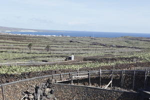 cactus, Canarias, day, elevated, evergreen, field, Spain, succulent plant, summer, sunny