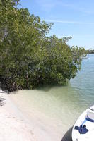 beach, day, eye level view, Florida, mangrove, Sarasota, seascape, shore, sunny, sunshine, The United States, tree, winter