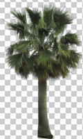 ambient light, cutout, cutout plants, cutout trees, day, diffuse, diffused light, evergreen, eye level view, Mexican fan palm, natural light, palm, plant, spring, sub-tropical, tree, tropical, Washingtonia robusta