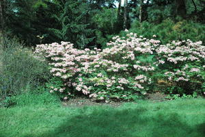 bush, day, England, eye level view, flower, garden, grass, natural light, park, The United Kingdom, Woking