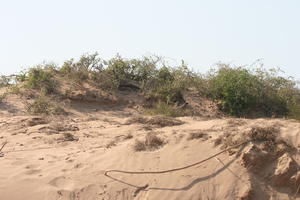 autumn, bush, day, desert, direct sunlight, Essaouira, eye level view, Morocco, natural light, sunlight, sunny, sunshine, vegetation