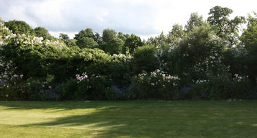 broad-leaf tree, broad-leaved tree, day, England, eye level view, flower, flowered bush, flowering, grass, London, park, shrubbery, summer, sunny, The United Kingdom