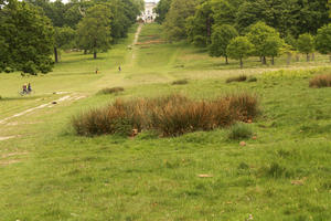 day, diffuse, diffused light, England, eye level view, grass, London, natural light, park, spring, The United Kingdom