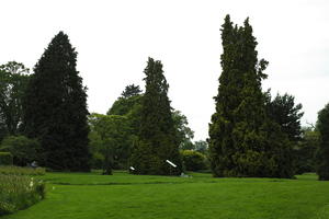 coniferous, day, England, eye level view, garden, grass, natural light, park, The United Kingdom, tree, Woking