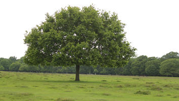 broad-leaf tree, broad-leaved tree, day, diffuse, diffused light, England, eye level view, grass, London, natural light, oak, park, spring, The United Kingdom