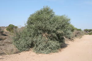 autumn, bush, day, desert, direct sunlight, Essaouira, eye level view, Morocco, natural light, sunlight, sunny, sunshine, vegetation