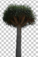 cutout, cutout trees, day, eye level view, palm, summer, sunny