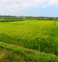 Bali, crop, day, eye level view, field, Indonesia, plant, summer, sunny