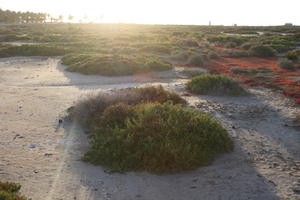 afternoon, Canarias, day, eye level view, heath, Las Palmas, Spain, spring, sunny, sunset