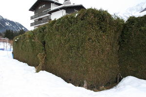 ambient light, day, diffuse, diffused light, eye level view, France, hedge, overcast, Rhone-Alpes, snow, winter