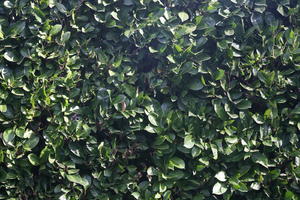 greenery, hedge, texture