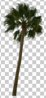 below, cutout, cutout plants, cutout trees, day, natural light, palm, Washingtonia robusta