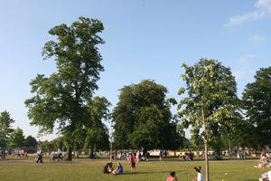 broad-leaf tree, broad-leaved tree, day, deciduous, England, eye level view, group, outdoors, park, people, picnicking, sitting, Stratford-Upon-Avon, summer, sunny, The United Kingdom, tree, walking