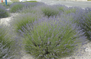 bush, Croatia, day, diffuse, diffused light, eye level view, lavander, natural light, shrub, Sibensko-Kninska, summer, Vodice