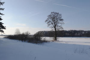 afternoon, bright, day, deciduous, eye level view, Poland, shady, snow, sunny, tree, Wielkopolskie, winter