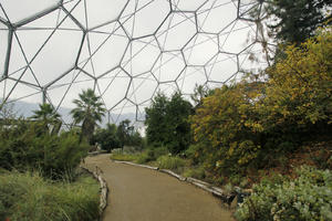 autumn, bush, day, diffuse, diffused light, Eden Project, England, eye level view, garden, path, shrub, The United Kingdom