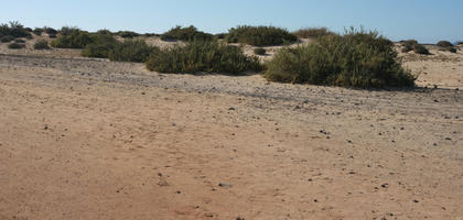 bush, Canarias, day, desert, eye level view, Las Palmas, shrub, shrubland, Spain, summer, sunny