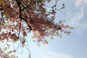 below, blooming, blossom, branch, day, deciduous, England, London, spring, sunny, The United Kingdom, tree