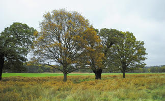 afternoon, autumn, cloudy, day, deciduous, England, eye level view, long grass, open space, outdoors, park, The United Kingdom, tree, vegetation, Wimbledon