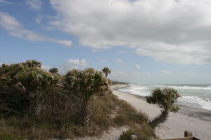 beach, day, elevated, Florida, palm, The United States, tropical, vegetation, winter